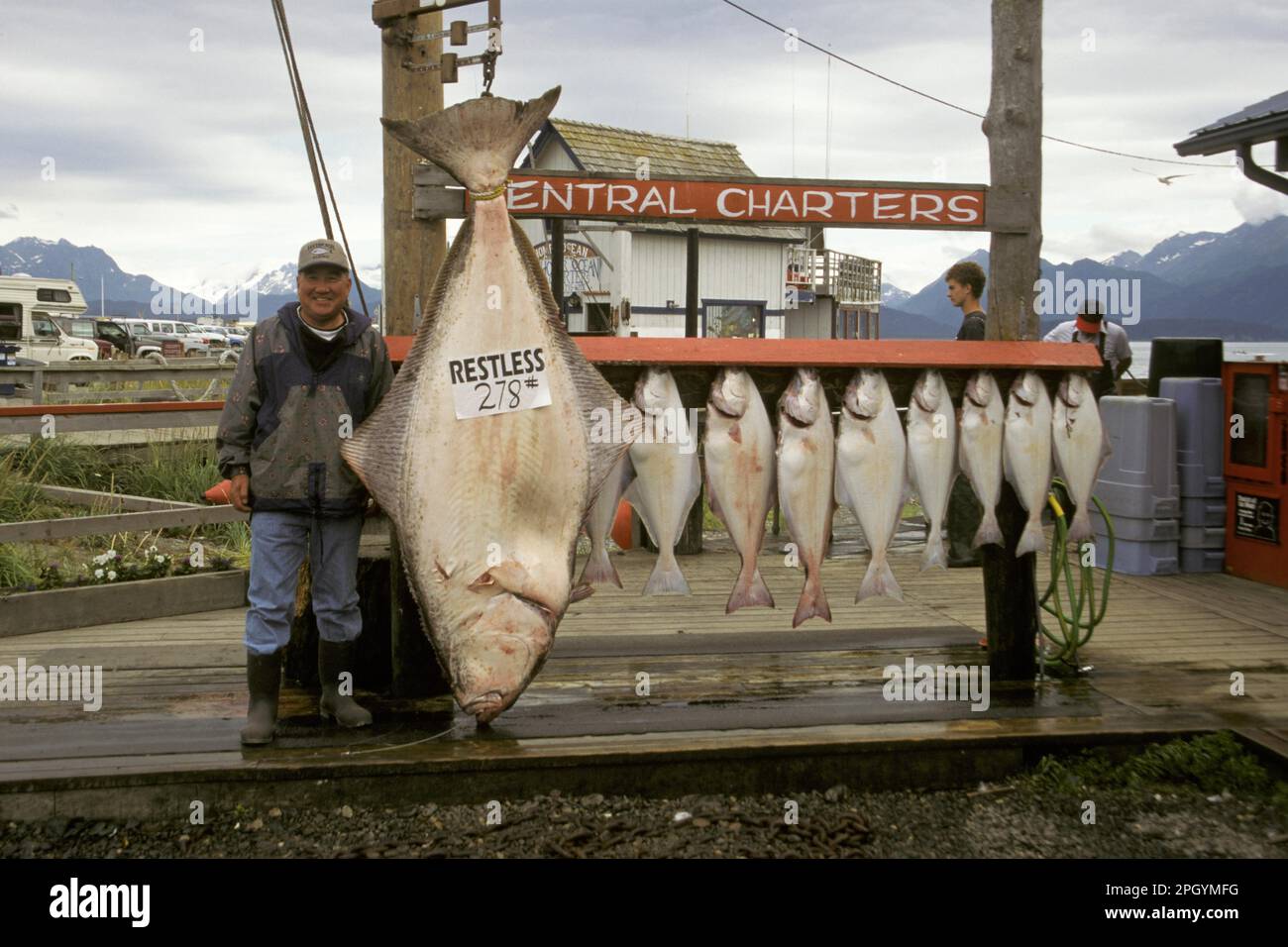 Pacific halibut (Hippoglossus stenolepis), Pacific halibut, Other animals, Fish, Flatfish, Animals, Sport fisherman with Pacific halibut catch Stock Photo