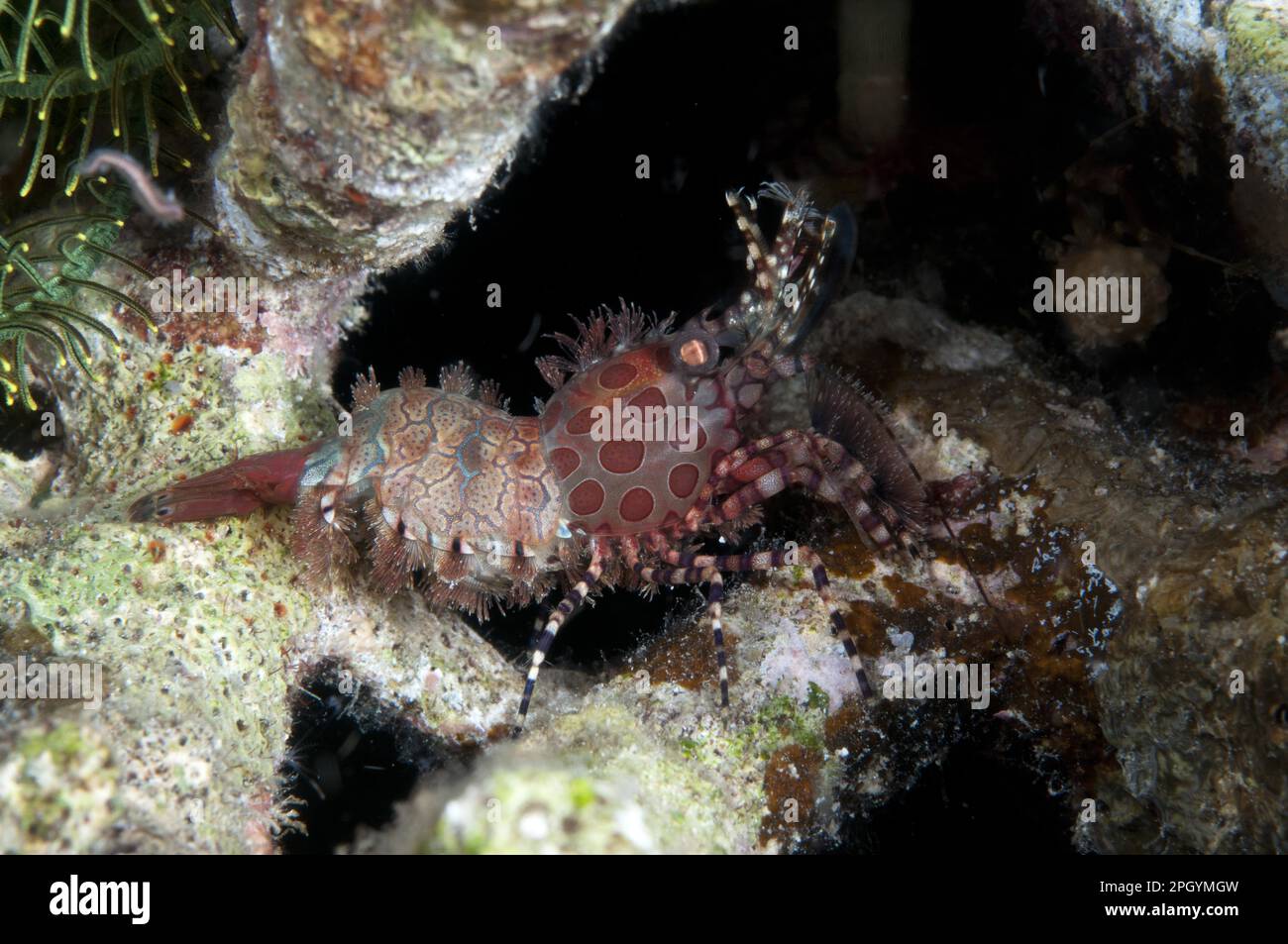 Common Marble Shrimp, Common marbled shrimp (Saron marmoratus), Shrimp, Prawns, Other animals, Crustaceans, Animals, Marbled Shrimp adult, on reef Stock Photo