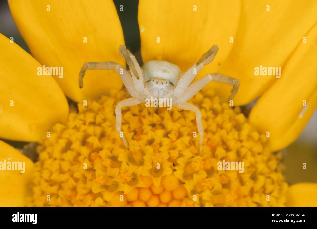 Goldenrod Crab Spider (Misumena vatia) adult, on Corn Marigold
