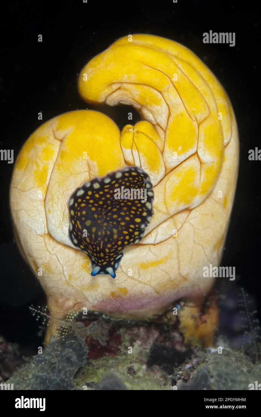 Linda's linda's flatworm (Pseudoceros lindae) adult, sprayed at night at sea, Wayilbatan Island, Raja Ampat Islands (Four Kings), West Papua, New Stock Photo