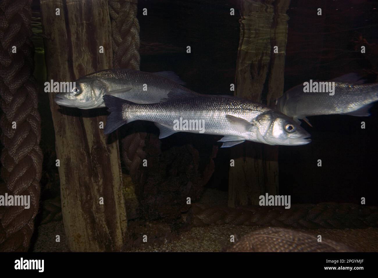 Sea bass, a marine fish (Dicentrarchus labrax) Stock Photo
