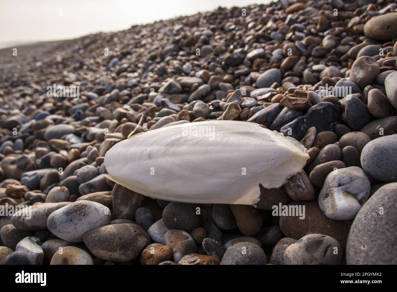 Common cuttlefish (Sepia officinalis), Common squid, Other animals, Cephalopods, Animals, Molluscs, Common Cuttlefish cuttlebone, washed up on a Stock Photo