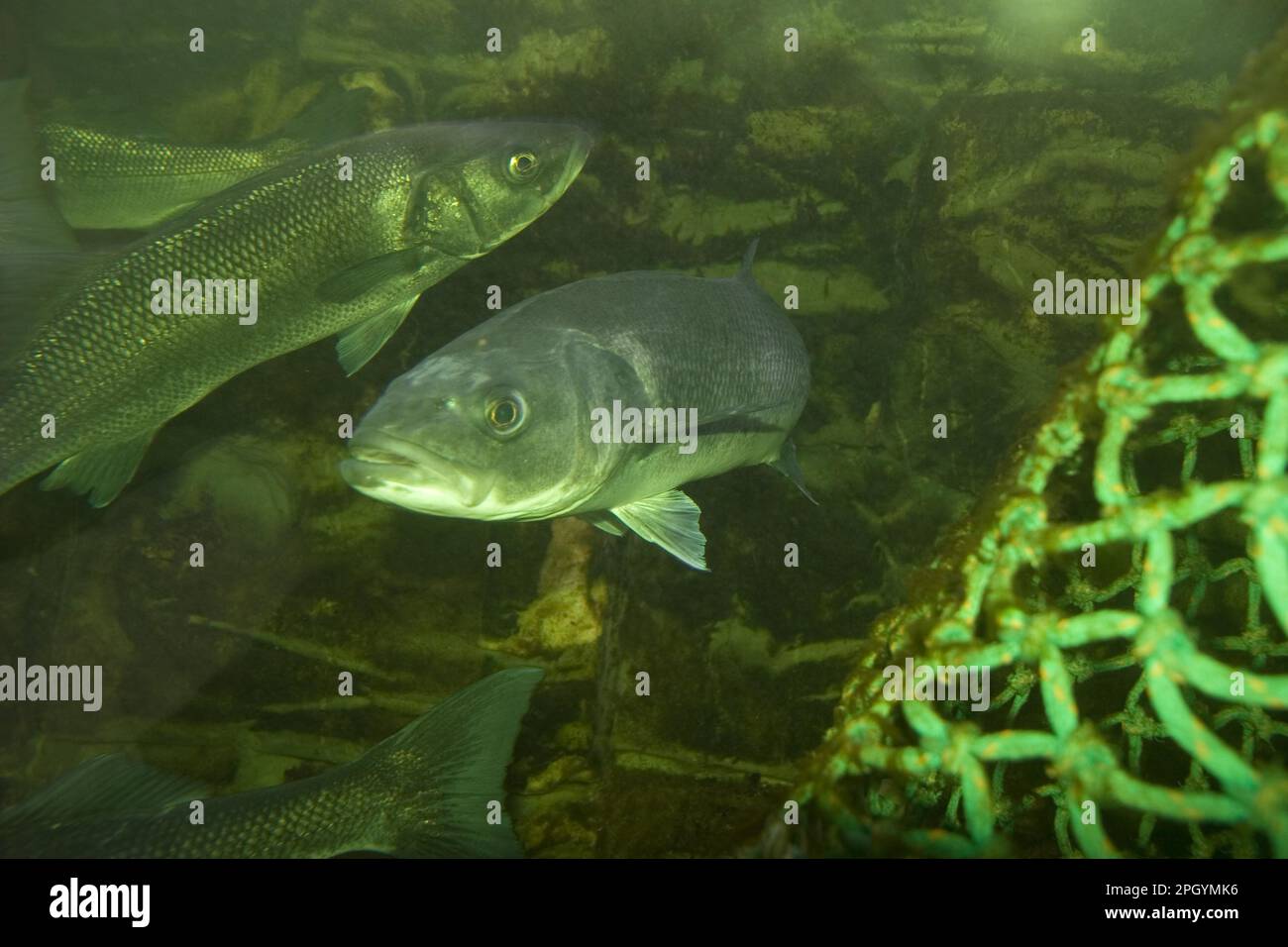 European sea bass, European sea bass, Other animals, Fish, Bass, Animals, Bass swimming near net Stock Photo
