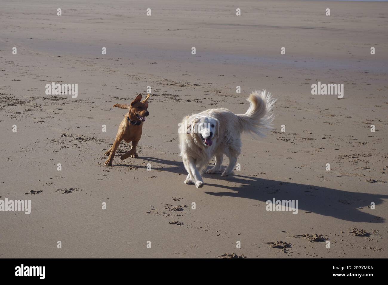 Two dogs having fun Stock Photo - Alamy