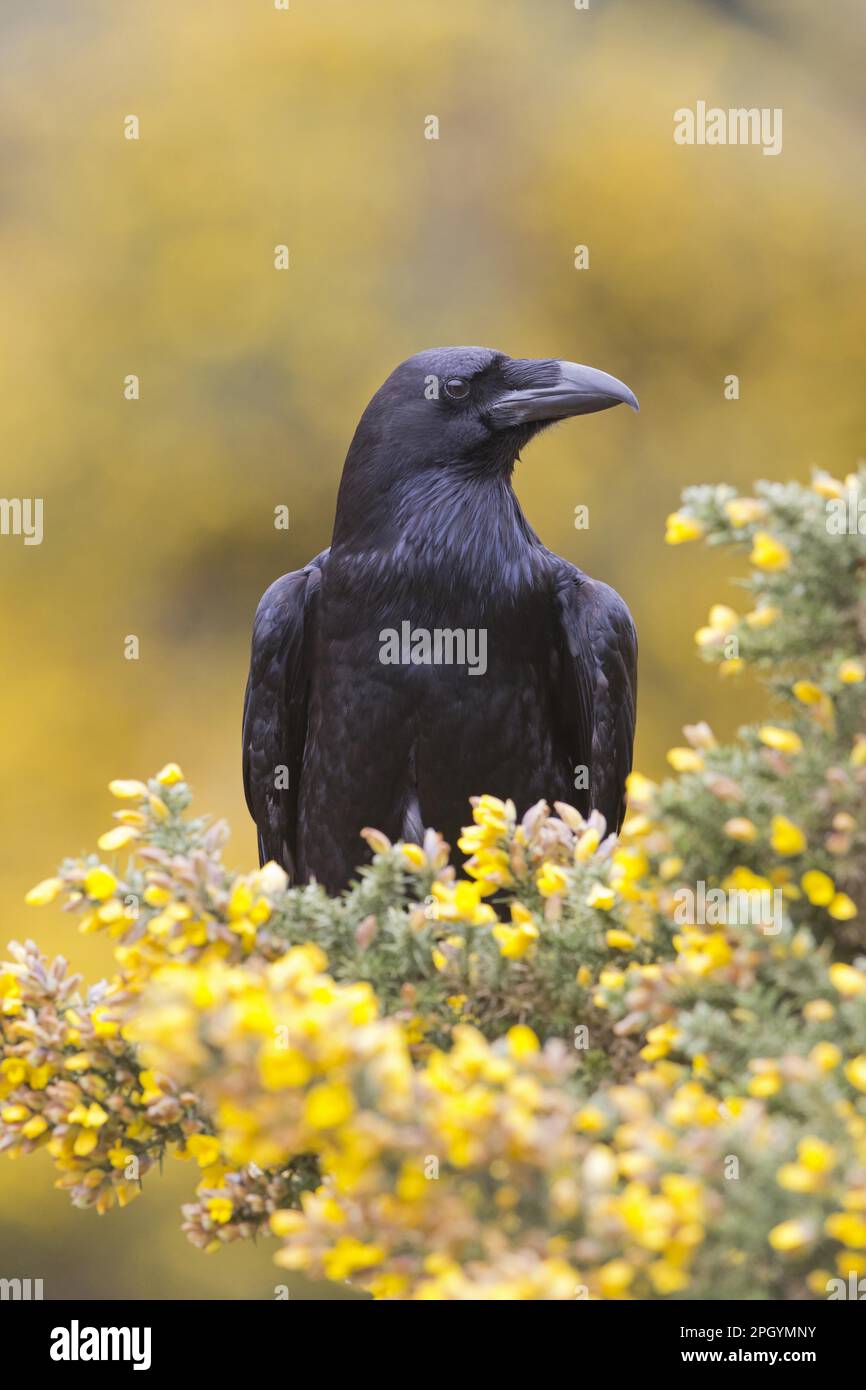 Adult common raven (Corvus corax) sitting amongst the flowers of Common common gorse (Ulex europaeus), Suffolk, England, May (in captivity) Stock Photo