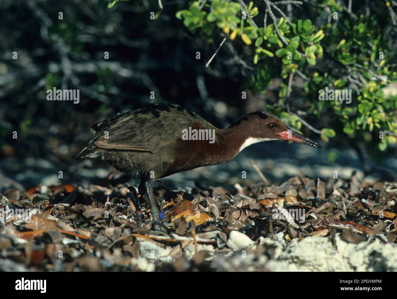 Flightless white-fronted rail (Dryolimnas cuvieri) close-up, standing on the ground, ring Stock Photo