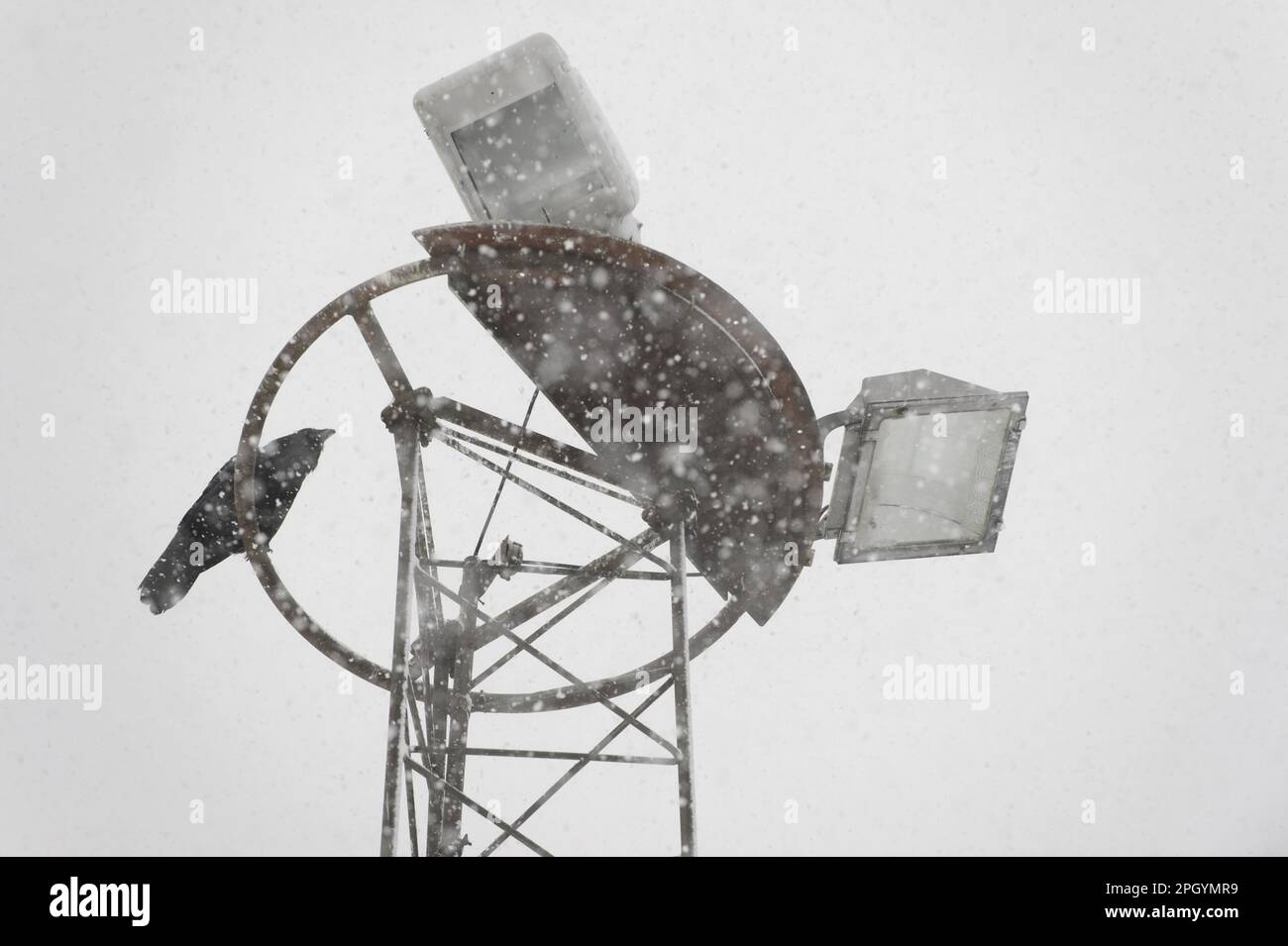 Common raven (Corvus corax), adult, sitting under lights during snowfall, scavenging in fishing harbour, Grundarfjordur, Snaefellsnes, Vesturland Stock Photo