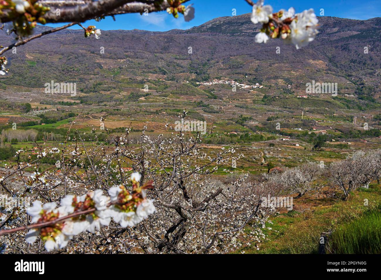 Cherry trees (Prunus cerasus), cherry trees in full bloom, Jerte valley