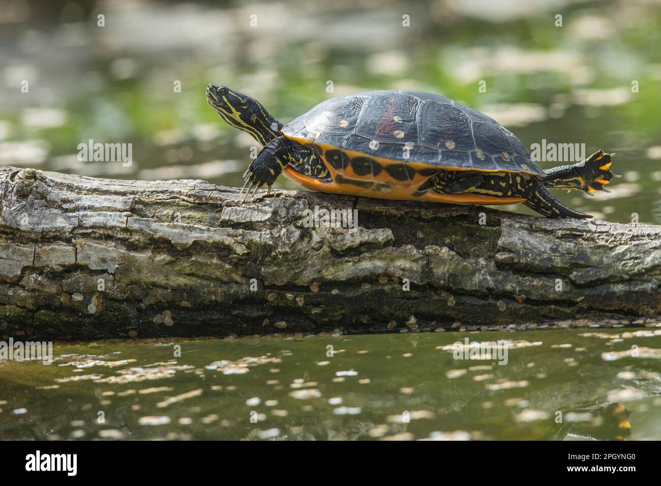 Florida Red-bellied Cooter (Pseudemys nelsoni), sun basking on tree trunk in pond Stock Photo