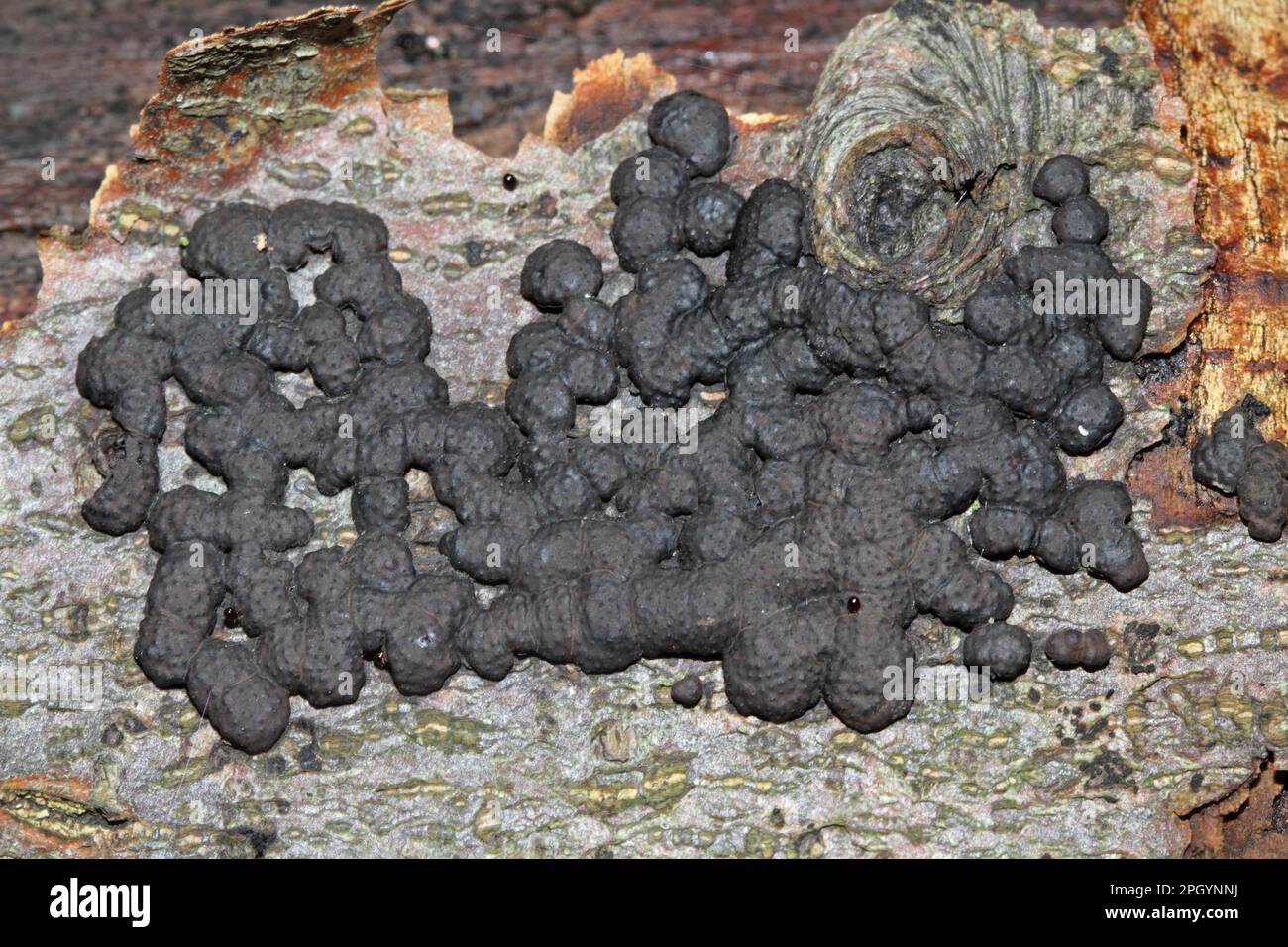 Multiform coalberry, Hypoxylon multiforme Stock Photo