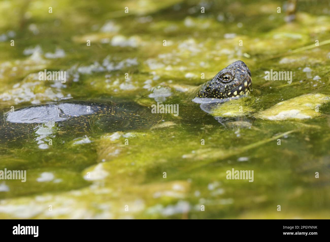 European, pond terrapin Stock Photo