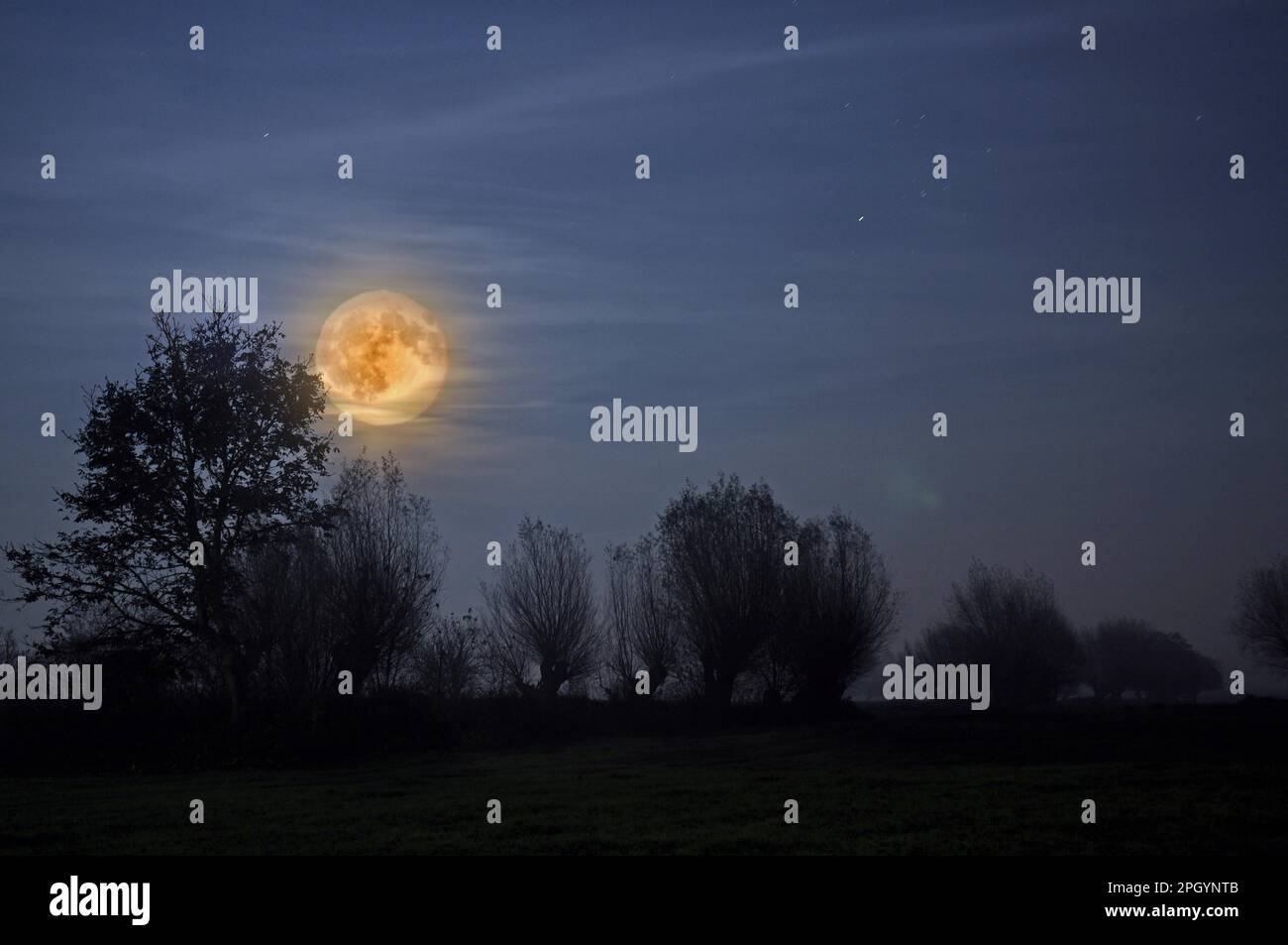 Tree moon light hi-res stock photography and images - Alamy