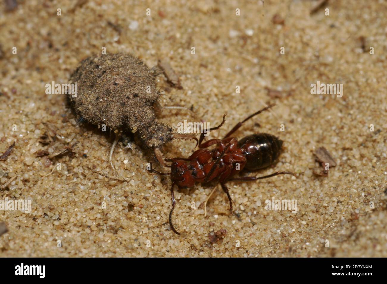 Dune ant lion with prey Stock Photo - Alamy