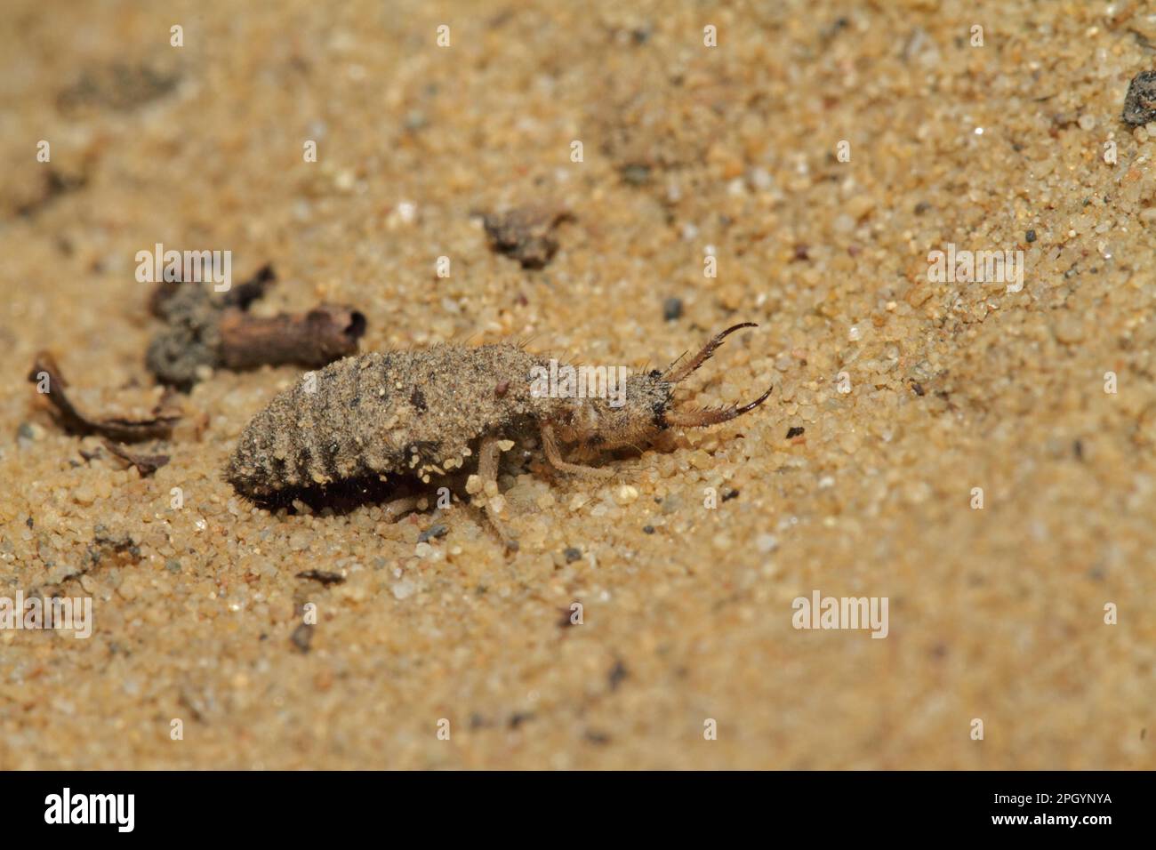 Dune ant lion Stock Photo - Alamy