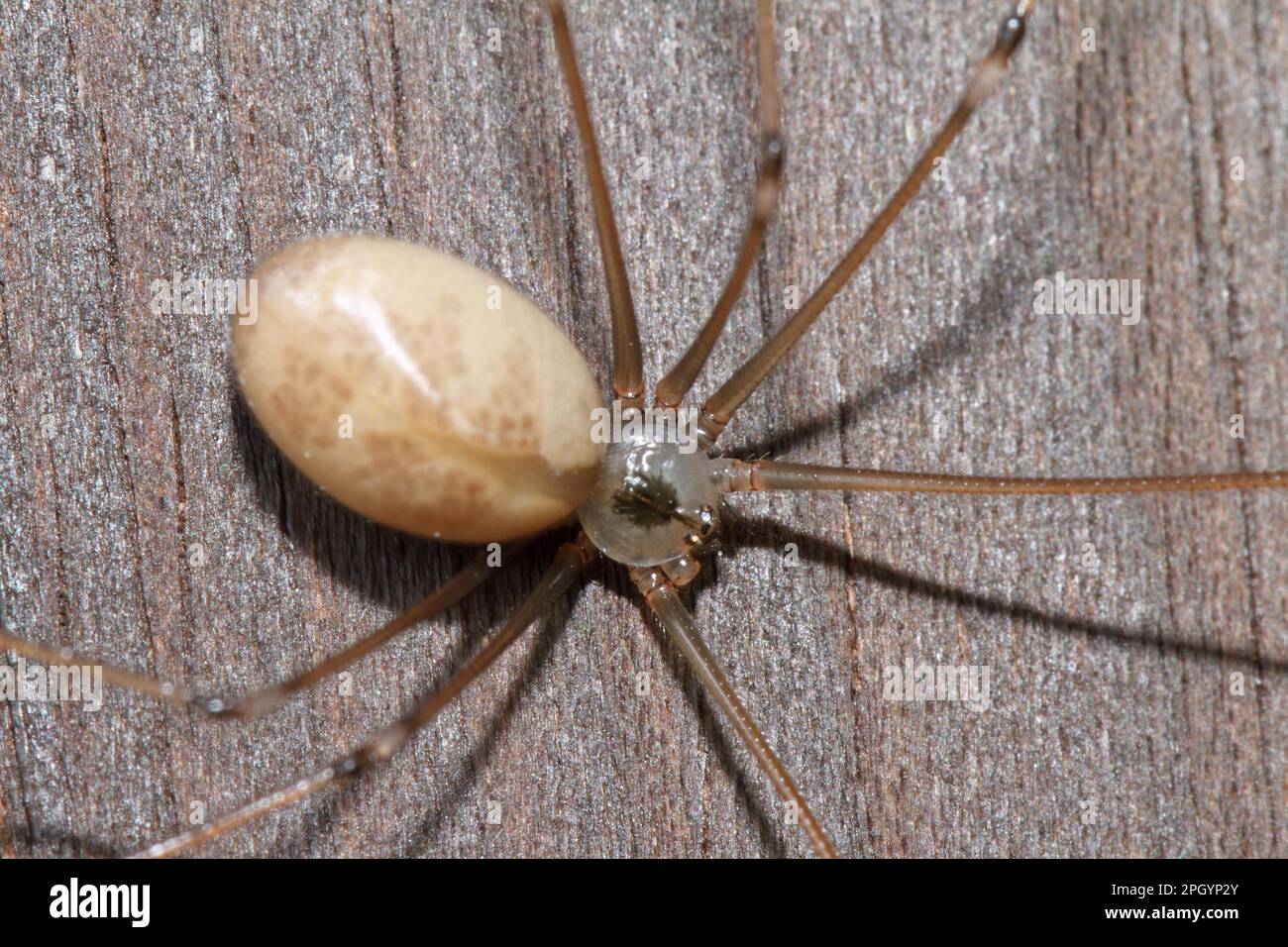 Large trembling spider Stock Photo