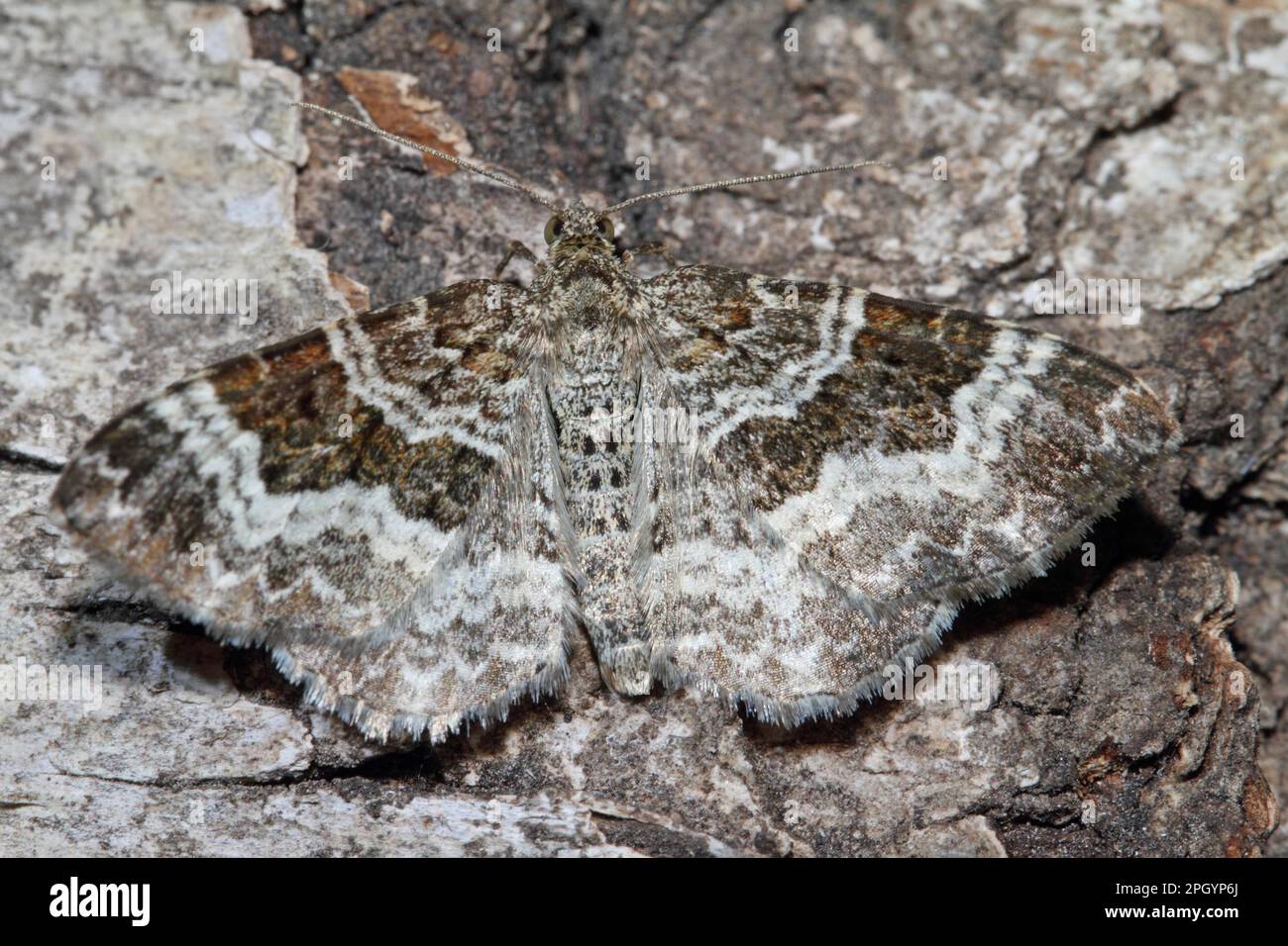 Grey-banded cabbage moth Stock Photo