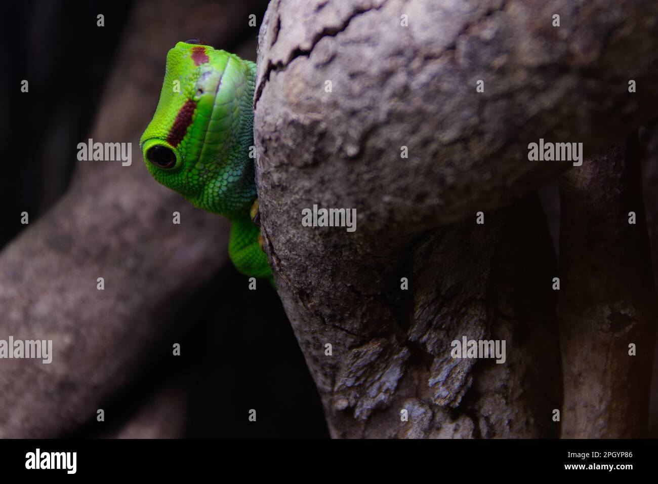 Day gecko (Phelsuma grandis) Stock Photo