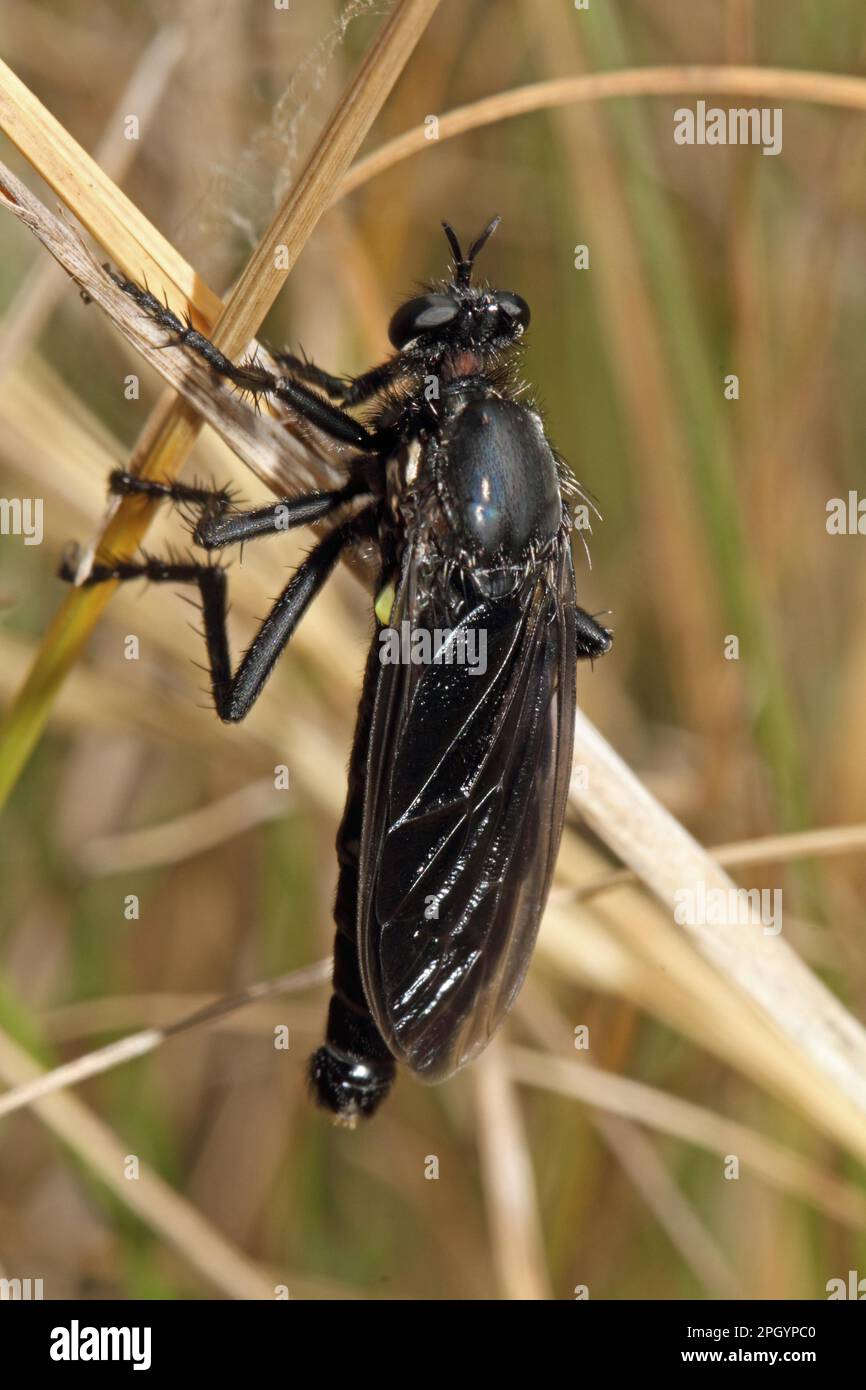 Robber fly, Dasypogon melanopterus Stock Photo