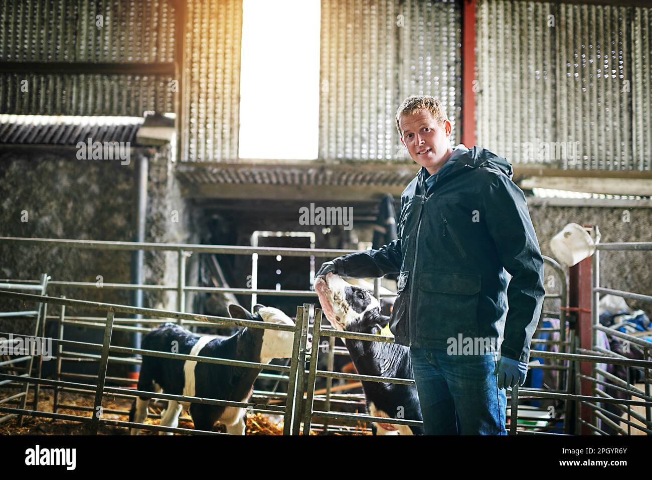 I think someone is hungry. a farmer tending to the calves on a dairy farm. Stock Photo