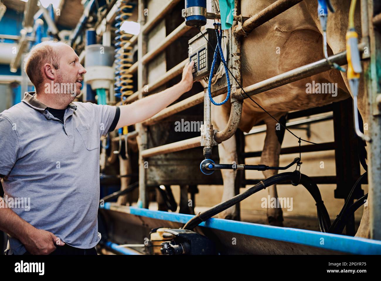 Getting the weight of his cattle. a male farmer weighing his cows in a
