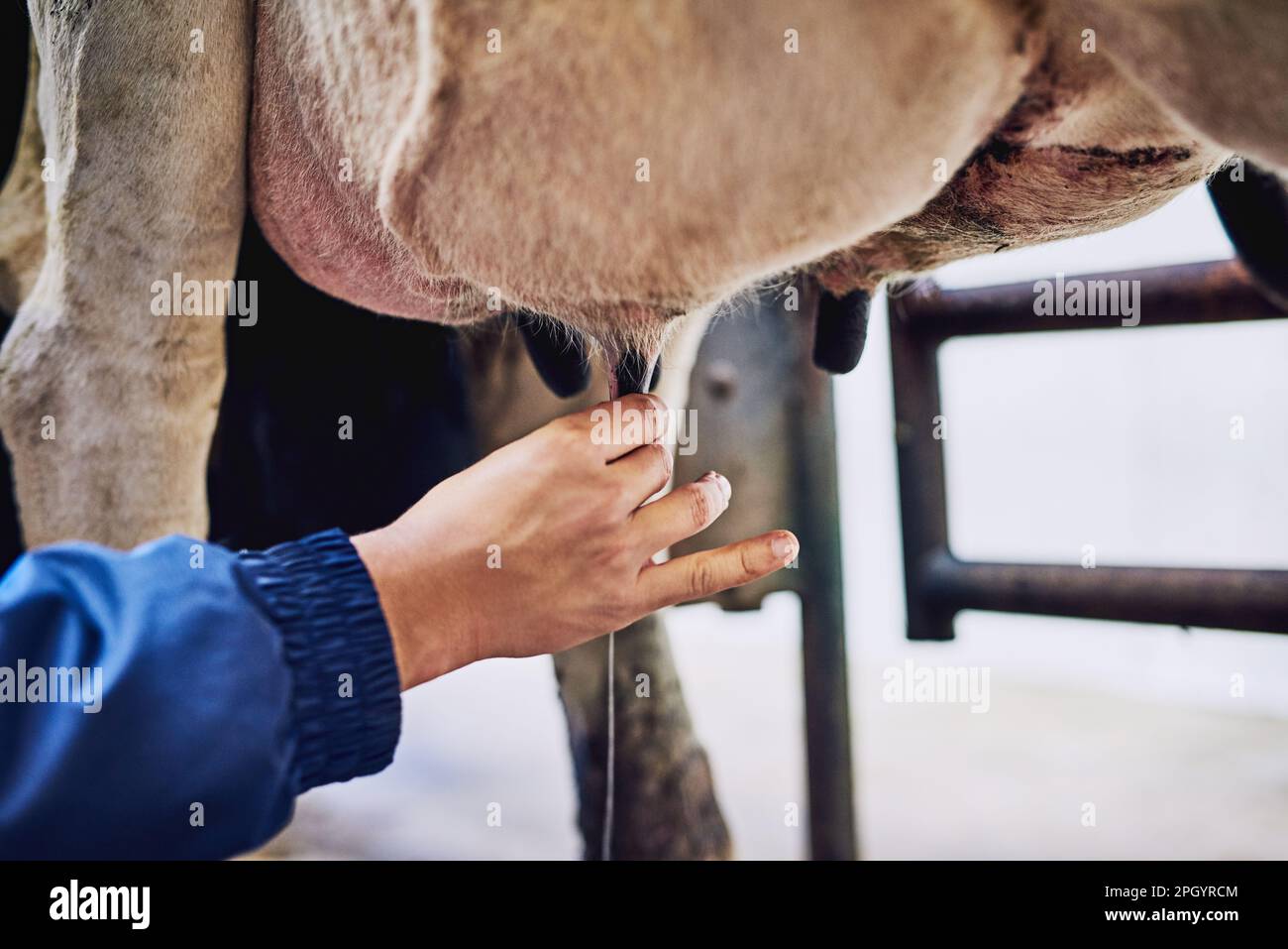 He prefers doing the milking by hand. an unrecognizable male farmer milking cows on a dairy farm. Stock Photo