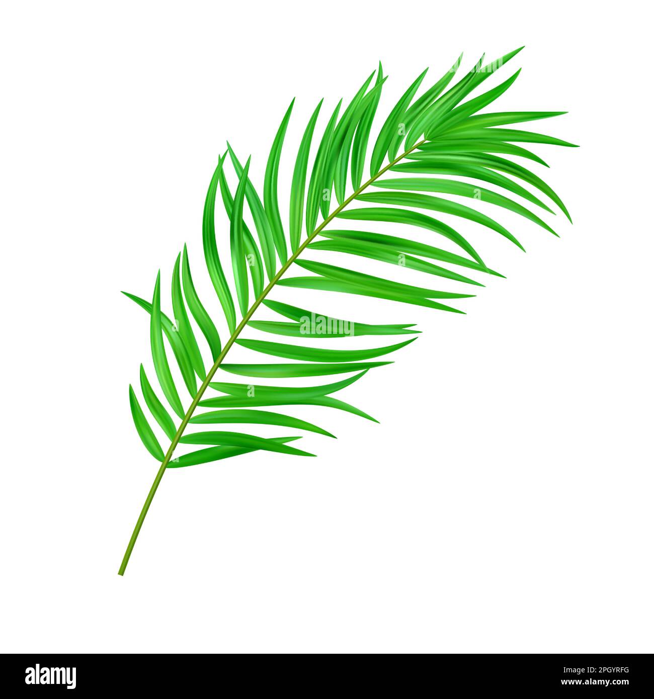 Jungle exotic leaf. tropical leaves Stock Vector Image & Art - Alamy