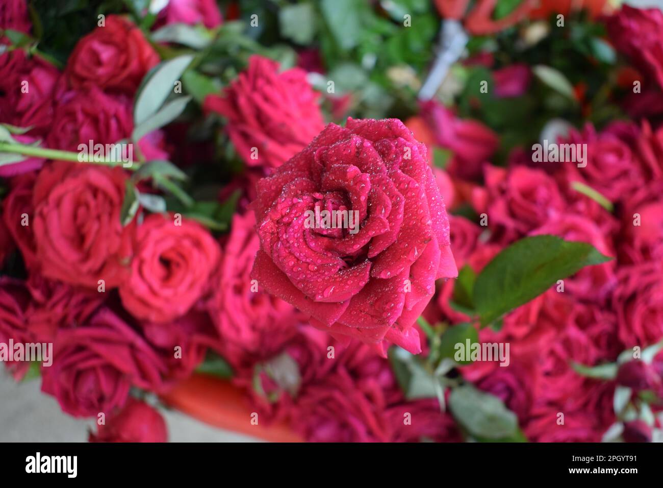 'Beauty in Bloom: A Captivating Rose in Full Splendor' Stock Photo