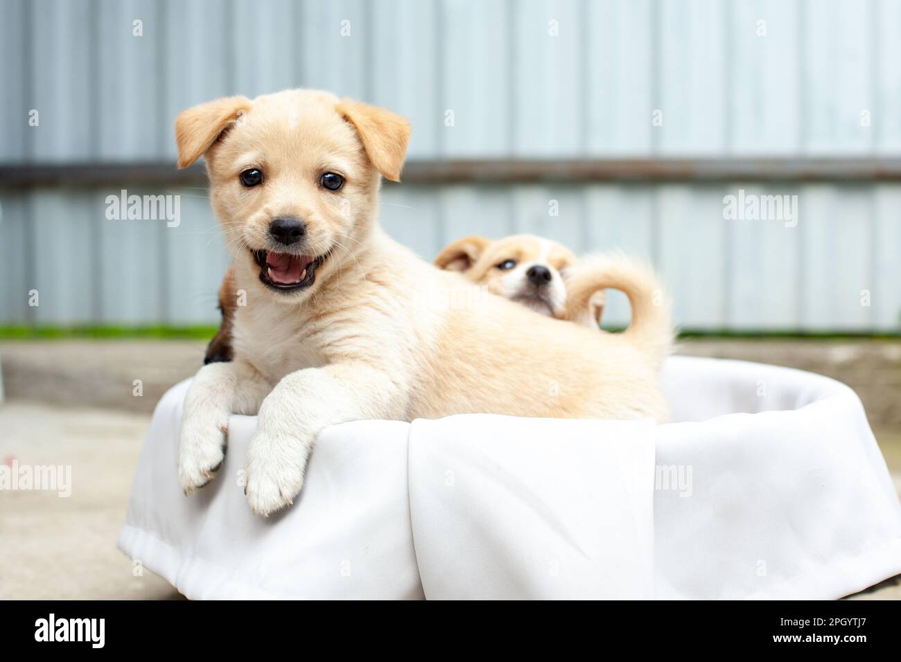 small cute dogs in the yard Stock Photo