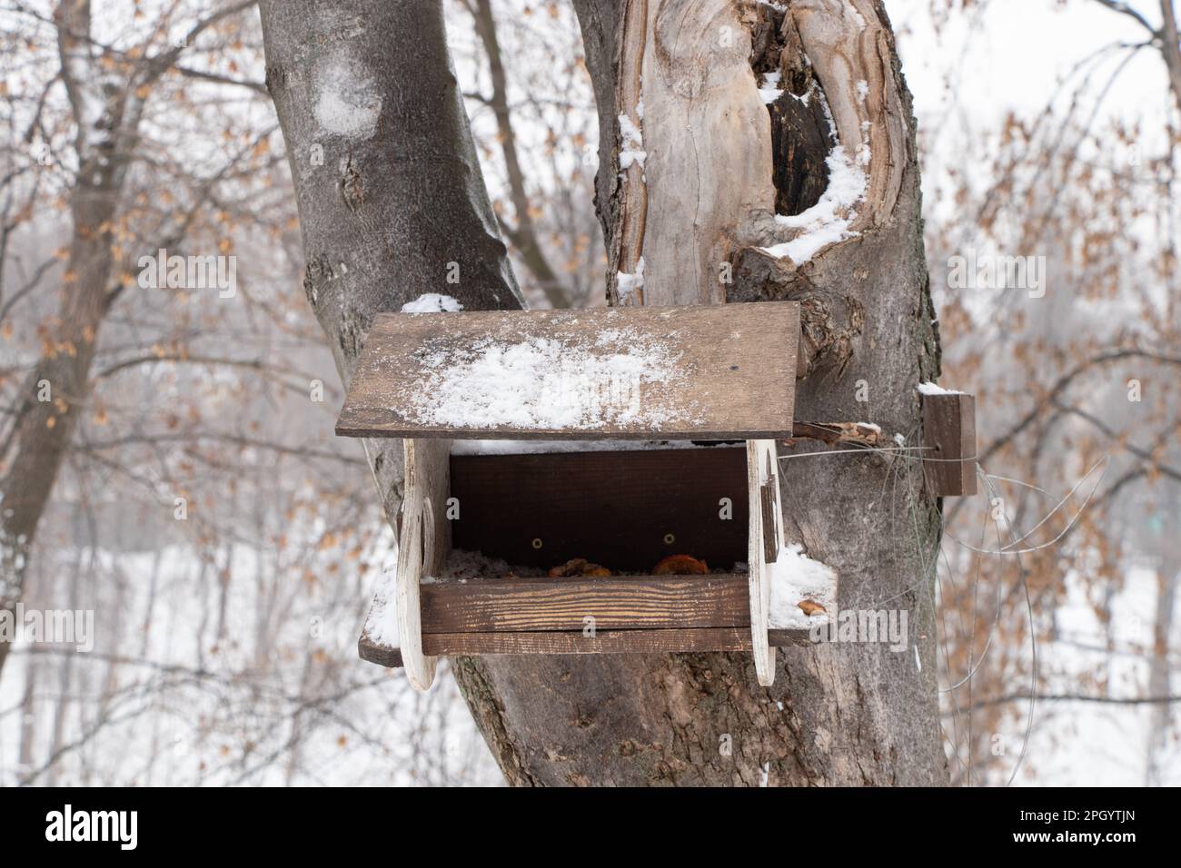 bird house in winter in parks on the tree in Ukraine Stock Photo