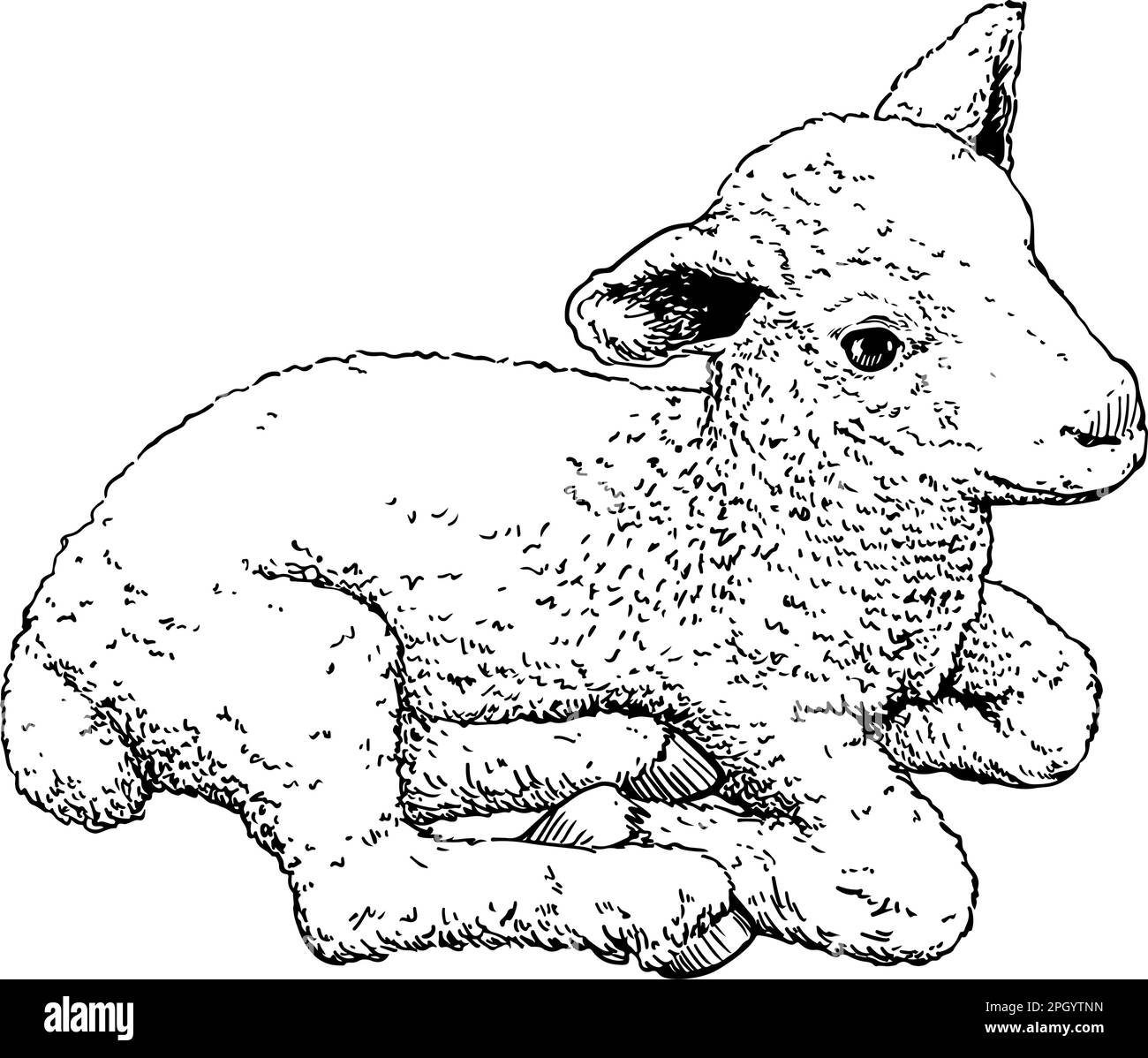 lamb, hand drawn, Vector illustration Stock Vector Image & Art Alamy