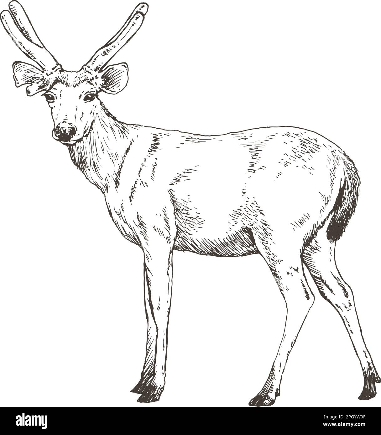 sambal deer, hand drawn, vector illustration Stock Vector Image &amp; Art ...