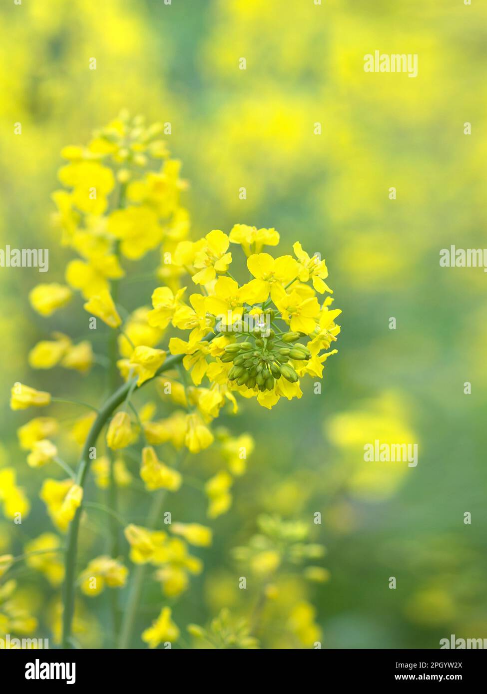 Beautiful Canola flowers with morning dew, spring background Stock Photo