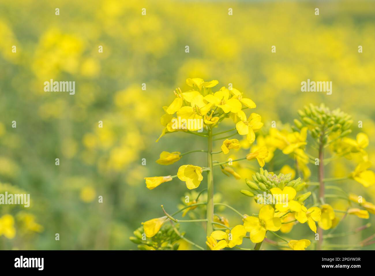 Beautiful Canola flowers with morning dew, spring background Stock Photo