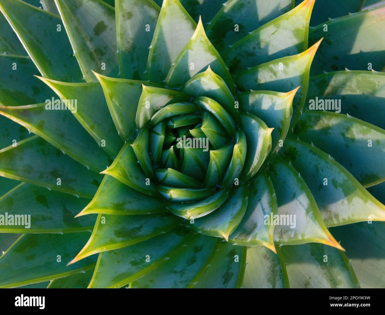 Spiral Aloe vera, closeup Stock Photo - Alamy
