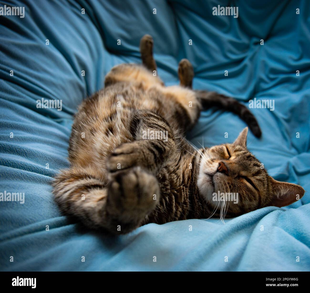 An adorable domestic cat is curled up and resting on a bed Stock Photo ...