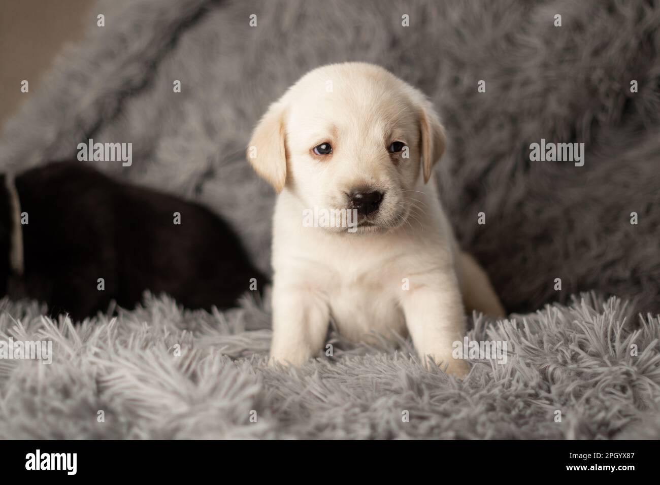Labrador puppies sitting on a gray blanket, studio photo of dogs Stock Photo
