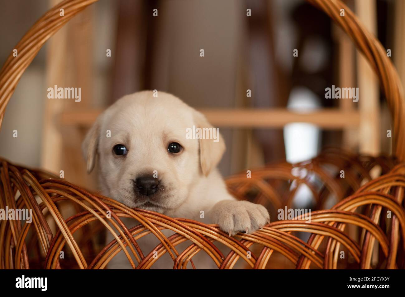 Labrador puppies in a wicker basket in the studio, photo of dogs Stock Photo