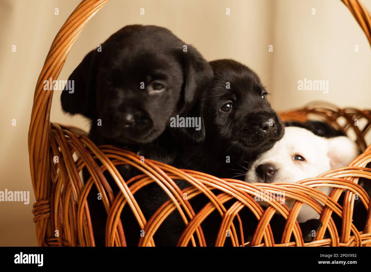 Labrador puppies in a wicker basket in the studio, photo of dogs Stock