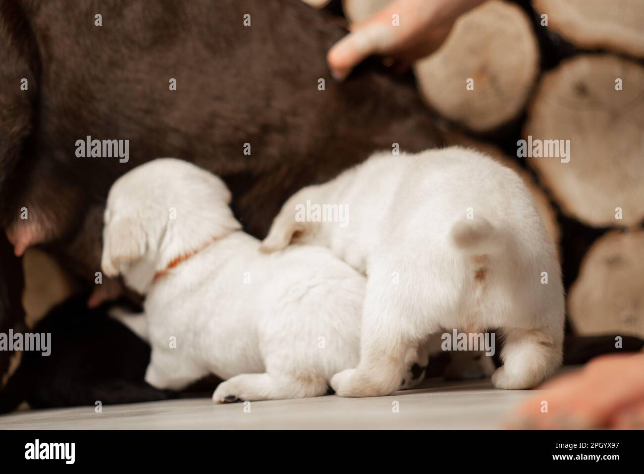 Labrador puppies breastfeeding on the floor of the house, feeding newborn puppies Stock Photo