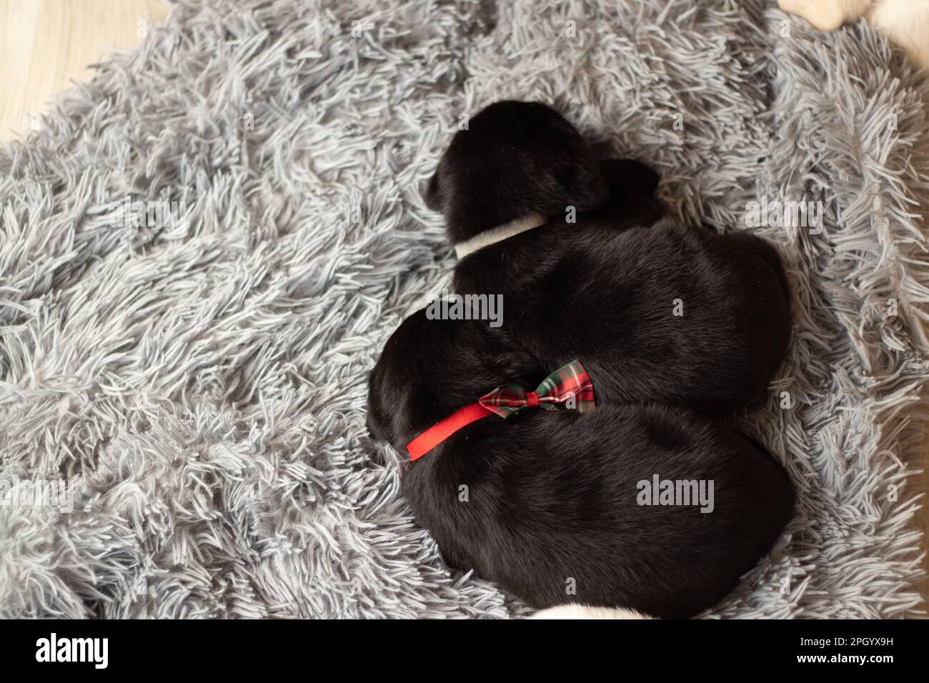 a lot of little labrador puppy sleeping on a gray carpet on the floor in the room at home Stock Photo