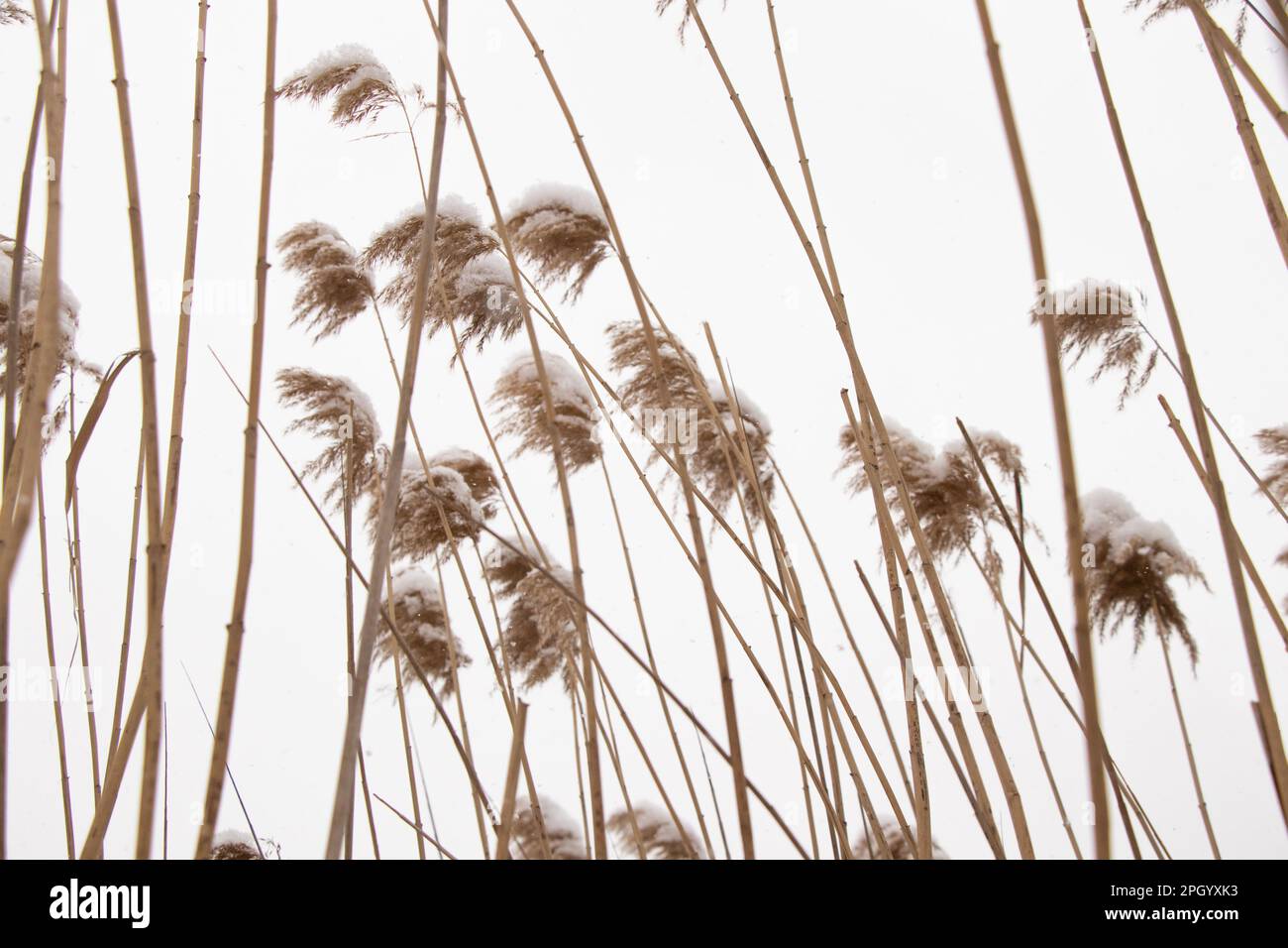 dry reeds in the snow in winter in the forest in Ukraine, winter weather Stock Photo