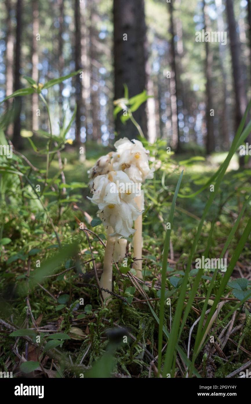 Pinesap in finnish forest (Monotropa hypopitys) Stock Photo