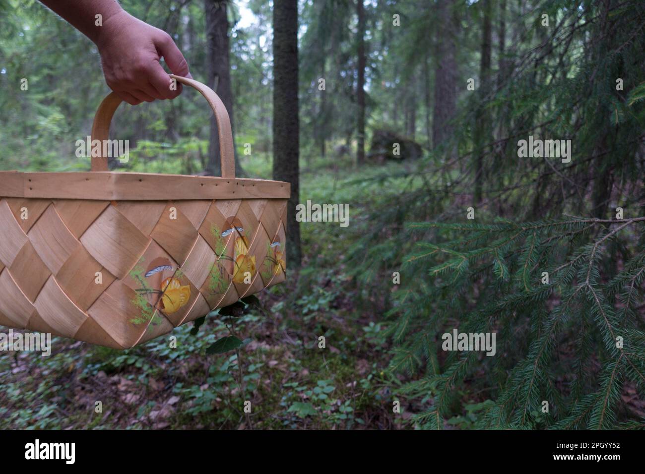 Foraging mushrooms in Finnish forest Stock Photo