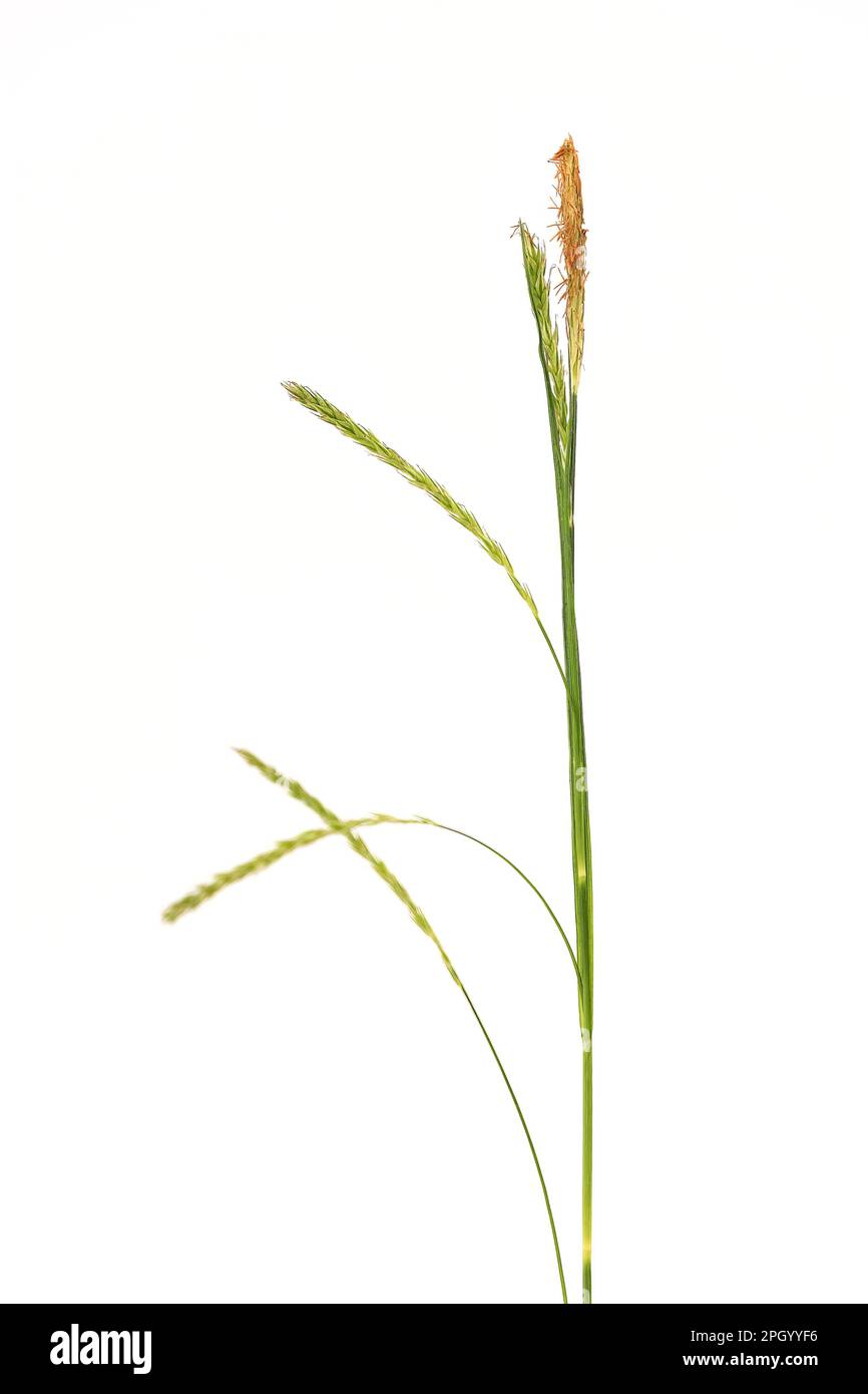 a stem of carex sylvatica against a white background Stock Photo