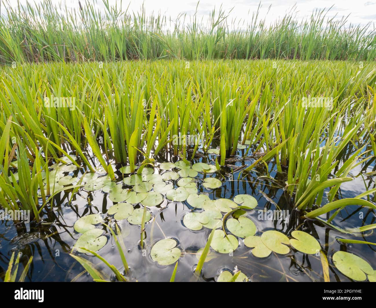 Dense aquatic vegetation at eutrophic lake Stock Photo