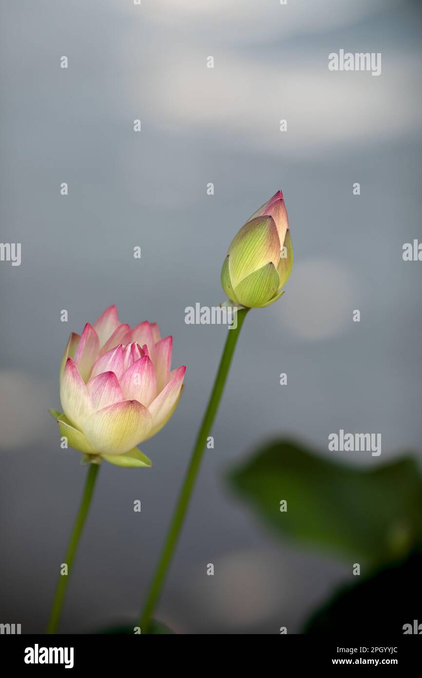 two buds of a lotus flower, water lily on blurred background Stock