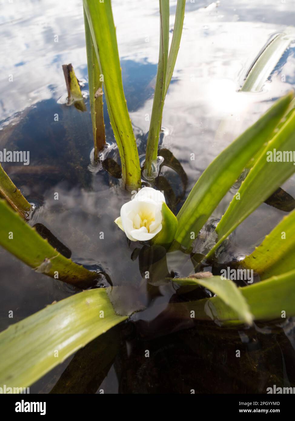 White flower of water soldier aquatic plant Stock Photo
