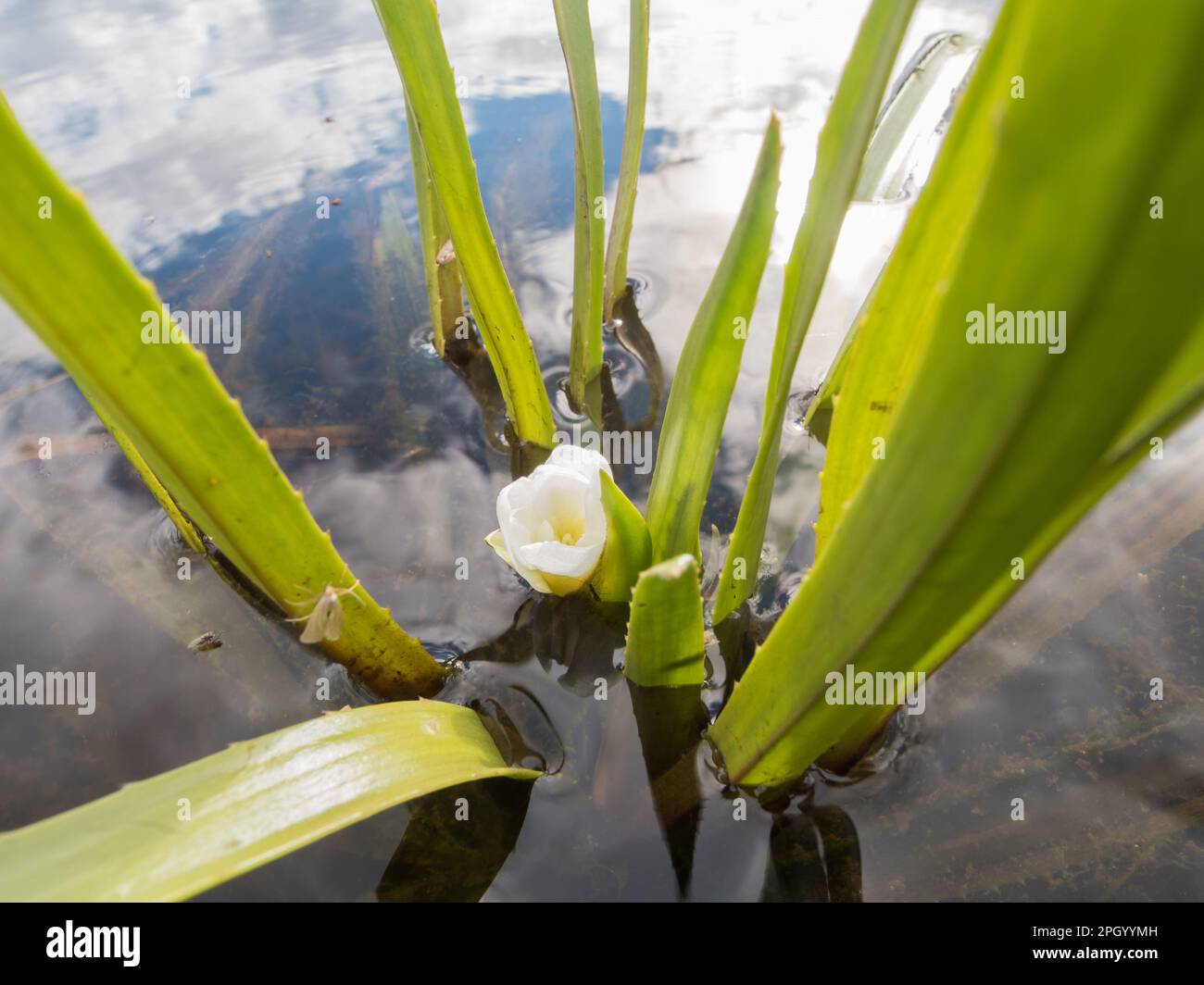 White flower of water soldier aquatic plant Stock Photo