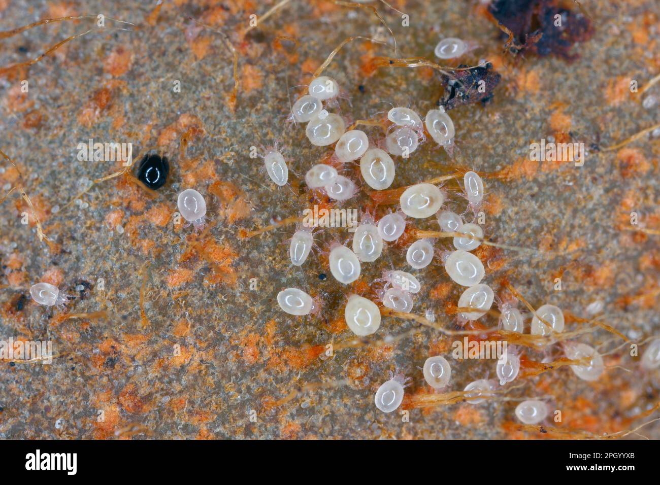 Mites, small arachnids (Acaridae, Oribatid moss mite, Oribatida) on