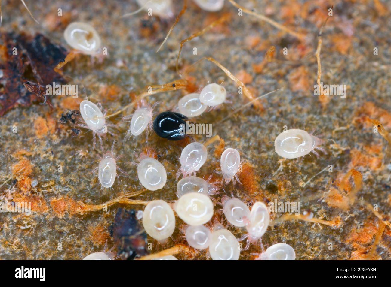 Mites, small arachnids (Acaridae, Oribatid moss mite, Oribatida) on